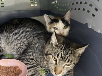 Kittens & Cats Available for Adoption