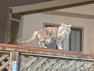 Grey-Brown Cat