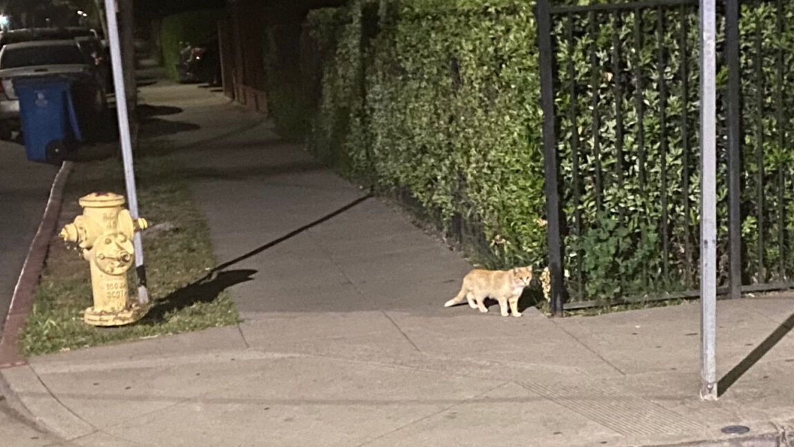 Small Orange Tabby Cat