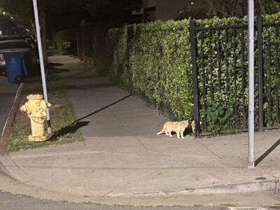 Small Orange Tabby Cat