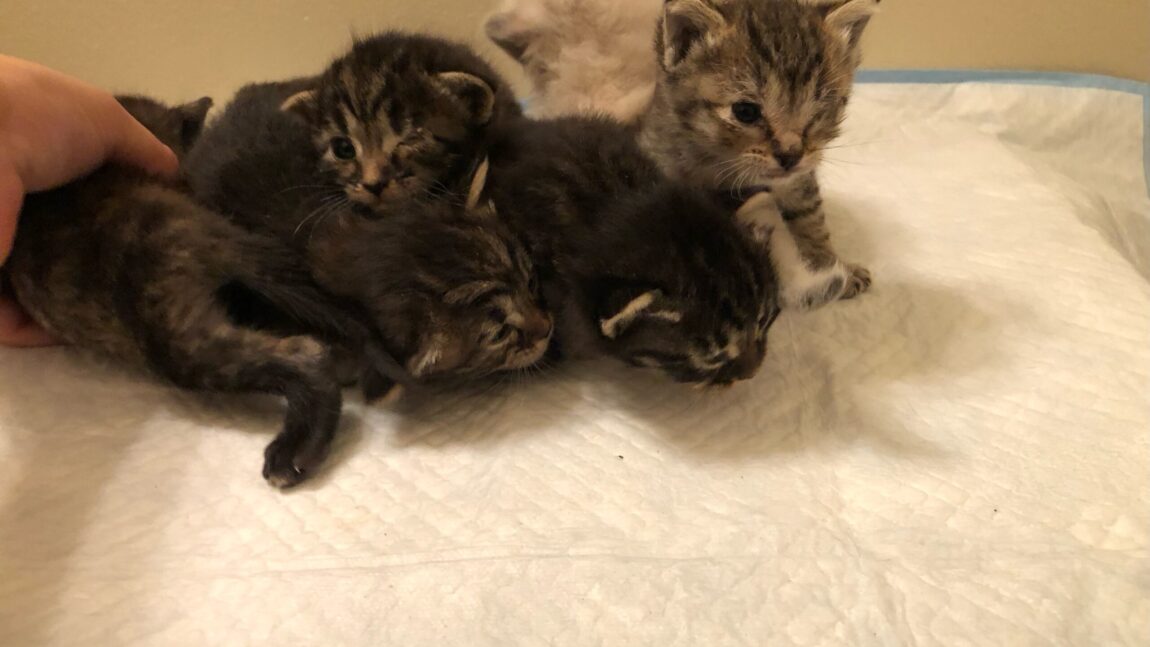 Six Rescued Kittens