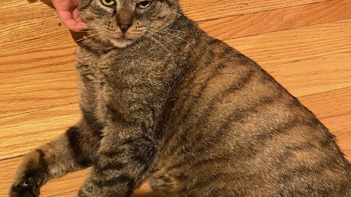 Kyle–Grey Tabby Cat