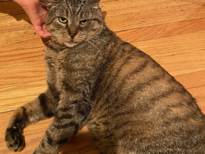 Kyle–Grey Tabby Cat