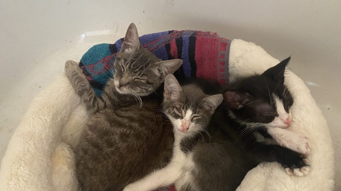 Five Abandoned & Very Sick Kittens Rescued