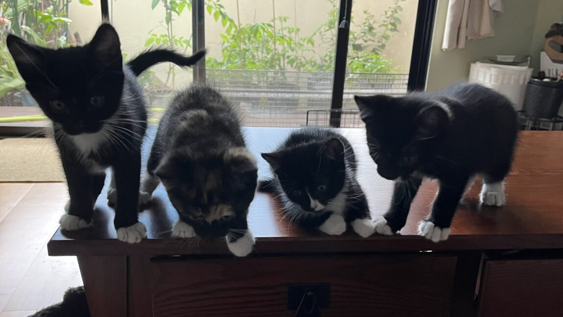 Four Kittens That Needed A New Opportunity