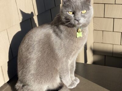 Gracie–Grey Cat