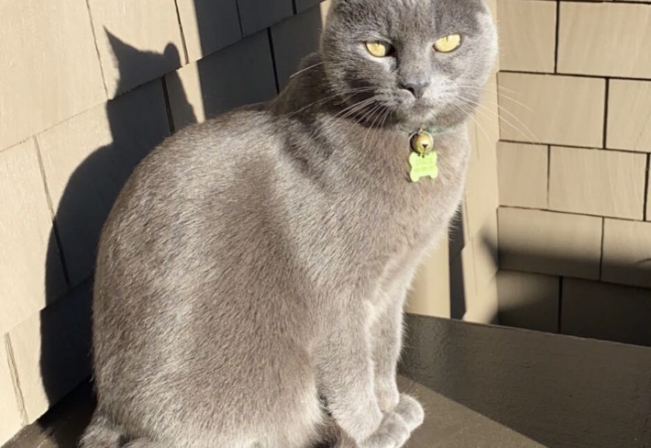 Gracie–Grey Cat