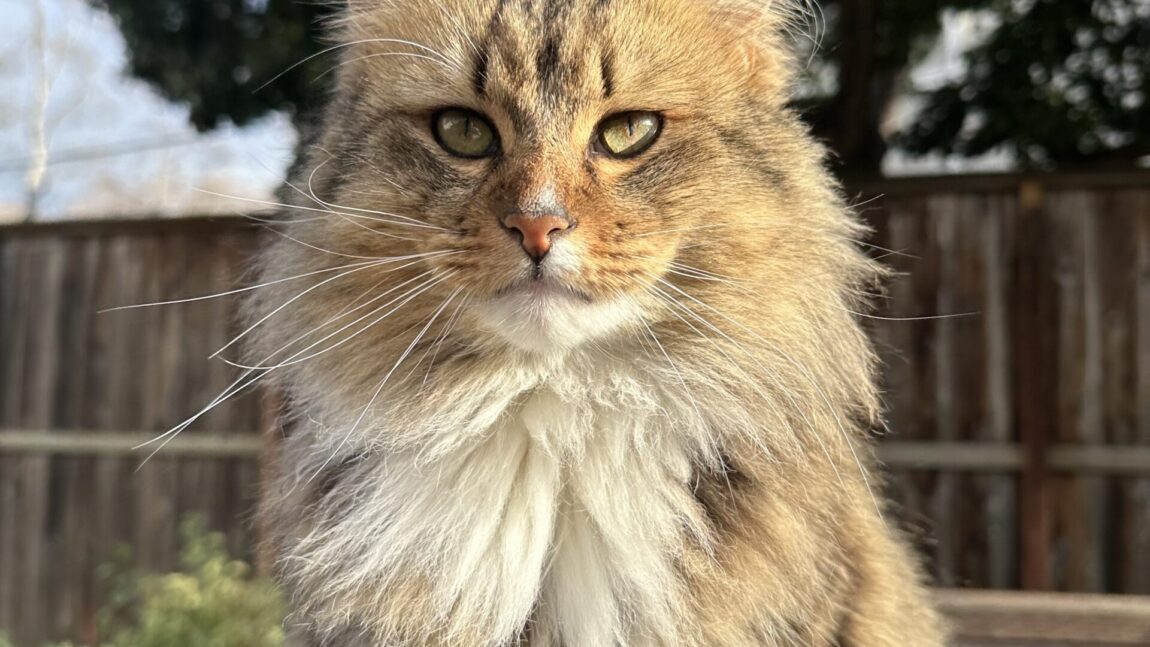 Stinky, Brown Tabby