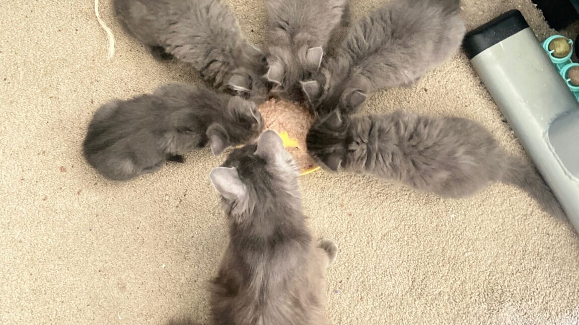 Mama Street Cat Brought Home..and Immediately Has 5 Kittens