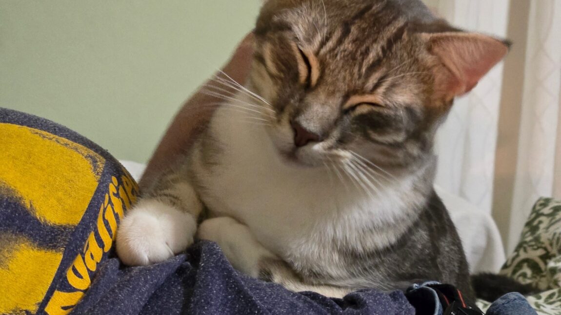 Rescued Before He Could Be Poisoned, And Now Happily Living Indoors