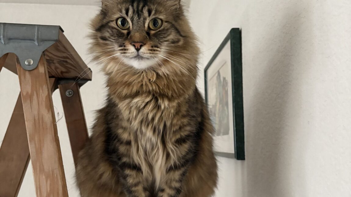 Malnourished 7-pound Maine Coon Cat Rescued from Our Feeding Site