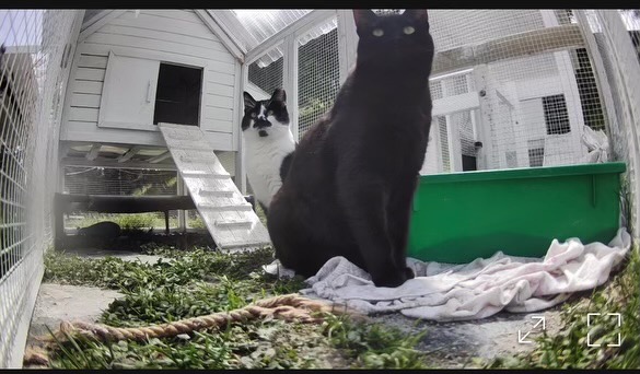 Mama Cat and Kittens Abandoned…Until Maureen Adopted All Three!