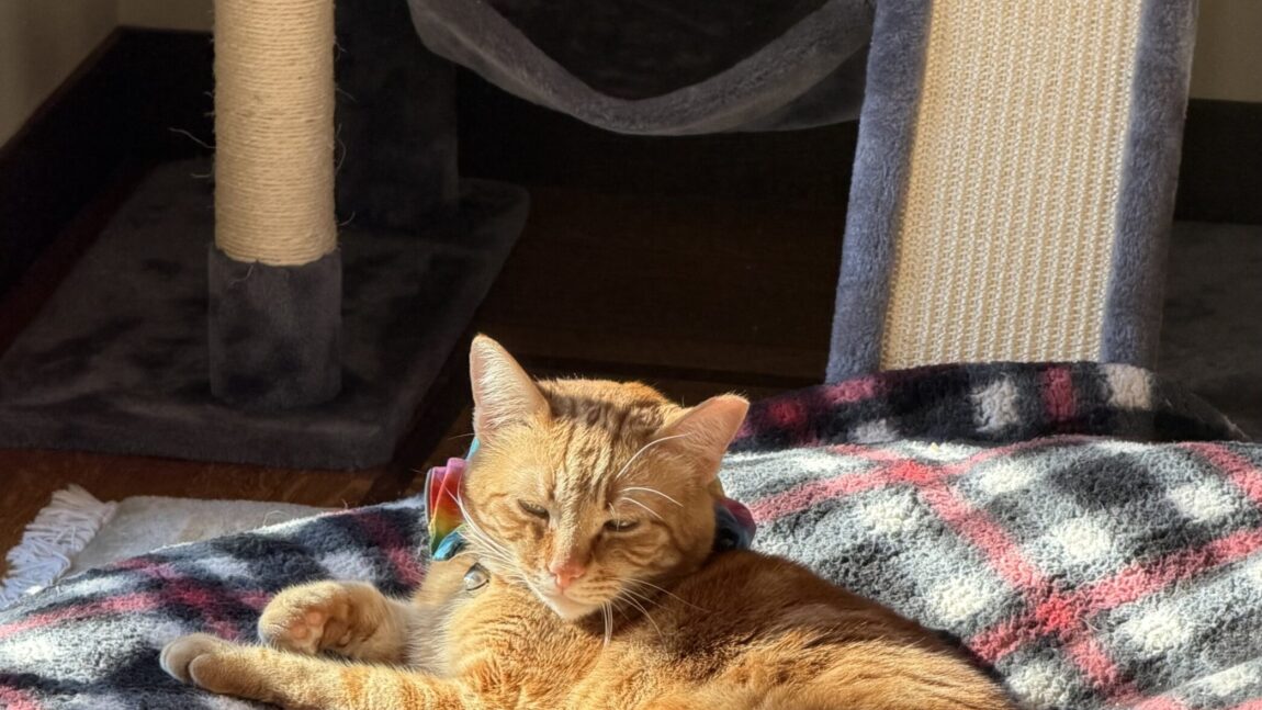 Jasper Was Abandoned, But Now Lives the Good Life
