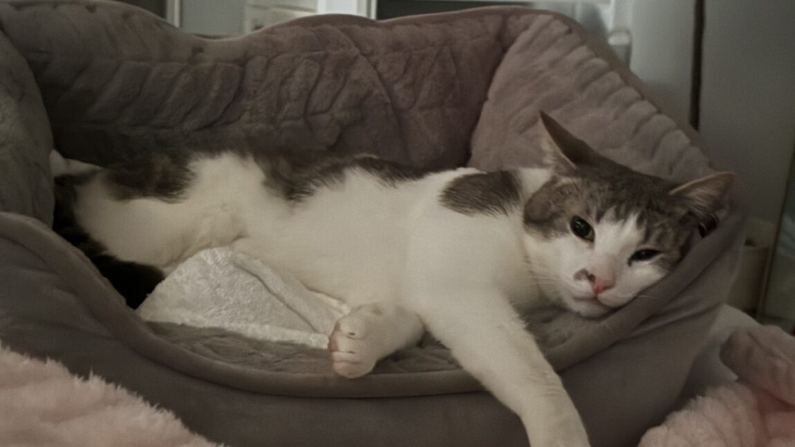 Mucchina was Abandoned, but the Community Found Him a Happy Home