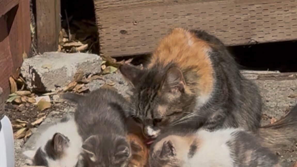 Mama & Her Kittens Rescued & Now Living Pampered Lives